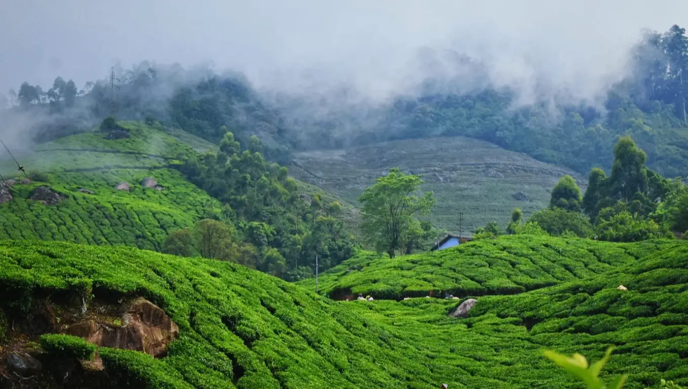 Tea Garden View